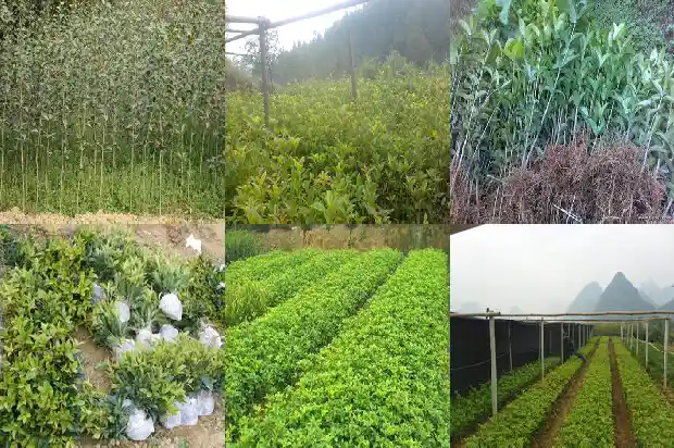 桂花树属于落叶树还是常青树类1687048821810