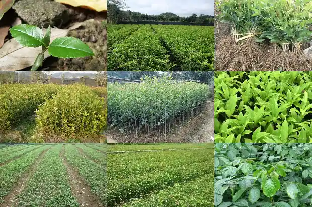 桂花树属于落叶树还是常青树类1687048821857