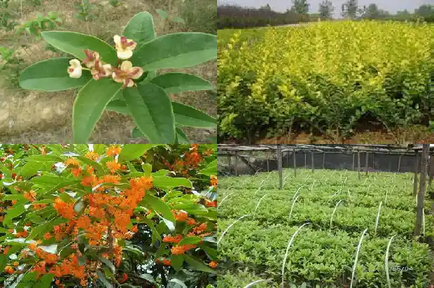 桂花树属于落叶树还是常青树种1687048843918