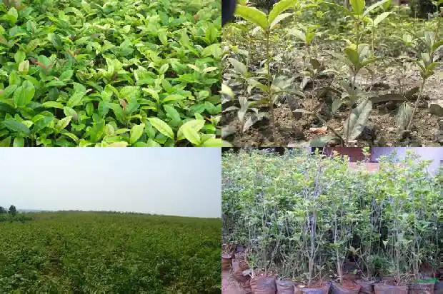 桂花树属于落叶树还是常青树种1687048843966