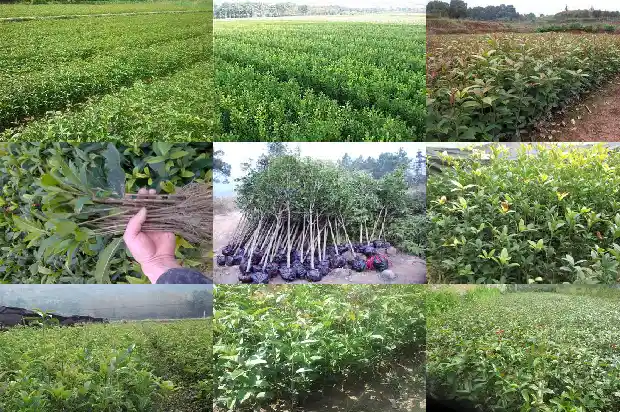 桂花树属于落叶树还是常青树种1687048844013