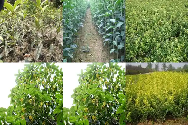 桂花树属于落叶树还是常青树种1687048844059