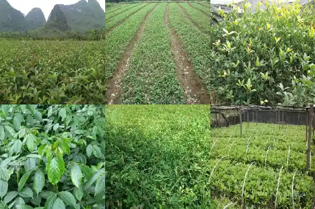 桂花树属于常绿树还是落叶树1687048863881