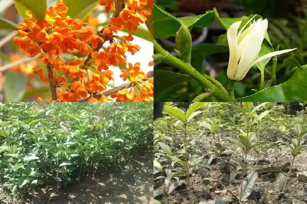 桂花树属于常绿树还是落叶树1687048863928