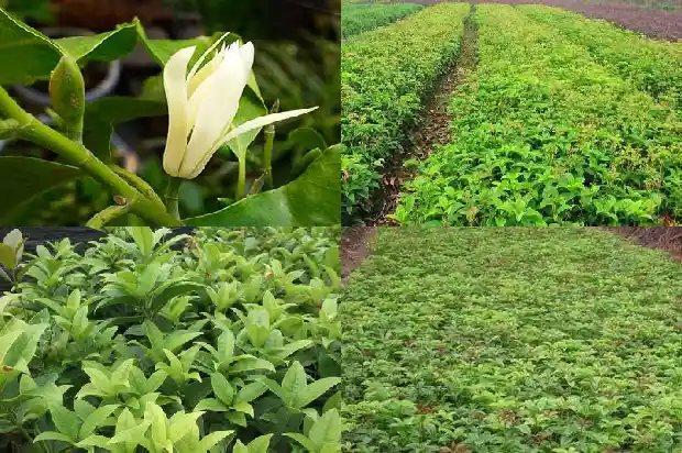 桂花树属于常绿树还是落叶树1687048863975