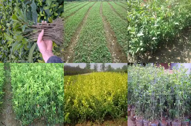桂花树属于常绿树还是落叶树1687048864021