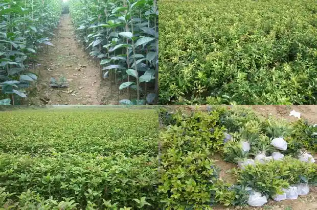 桂花树属于常绿树吗还是植物1687048883673