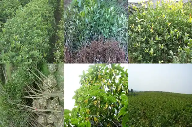 桂花树属于常绿树吗还是植物1687048883721