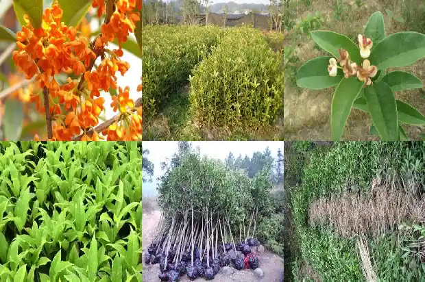 桂花树属于常绿树吗还是植物1687048883769