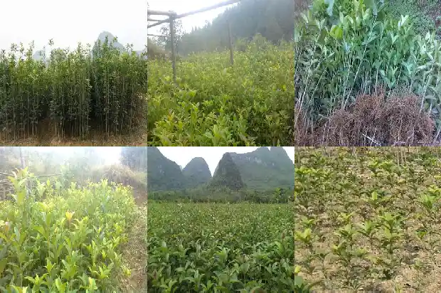 桂花树属于常绿树吗还是植物1687048883815