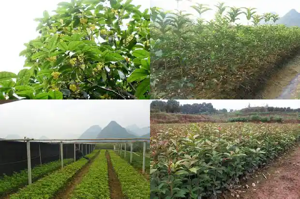 桂花树是常绿植物吗还是植物1687048905678