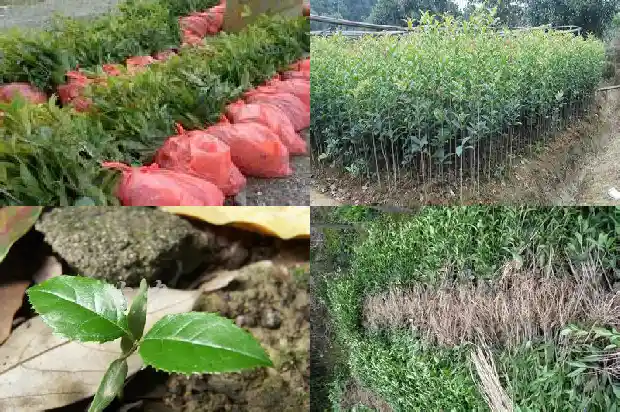 桂花树是常绿植物吗还是植物1687048905725