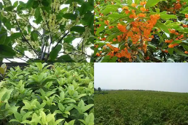 桂花树是常绿植物吗还是植物1687048905772