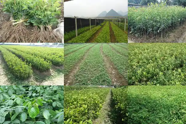 桂花树属于植物吗1687048927492