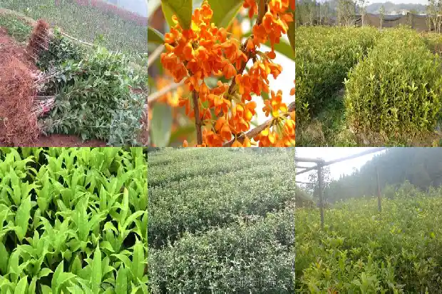 桂花树属于植物吗1687048927539