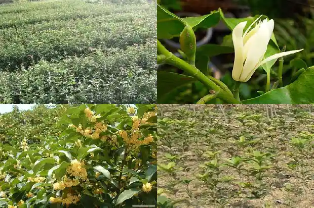 桂花树属于植物吗1687048927585