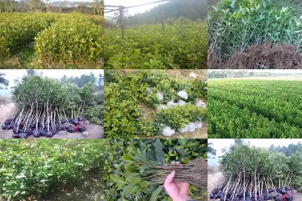 桂花的种子成熟了是什么颜色的1687048942590