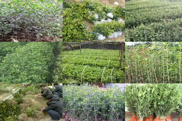 桂花长种子不长种子的区别1687048998209