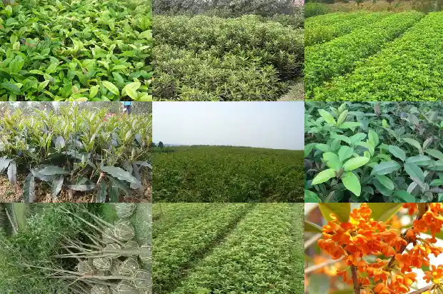 桂花种子形状1687049018106