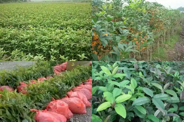 桂花种子成熟期1687049040743