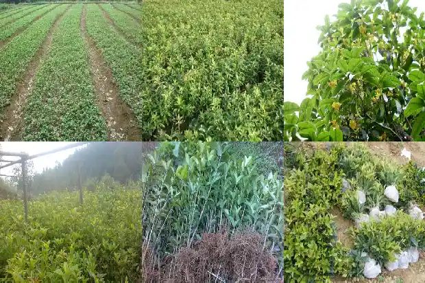 桂花种子成熟期1687049040884