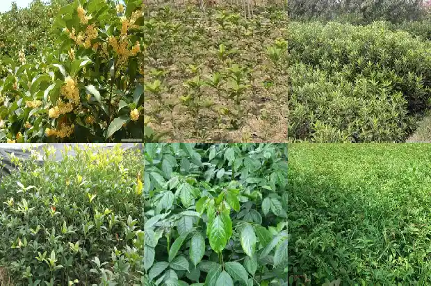 桂花果实成熟是什么颜色1687049056121