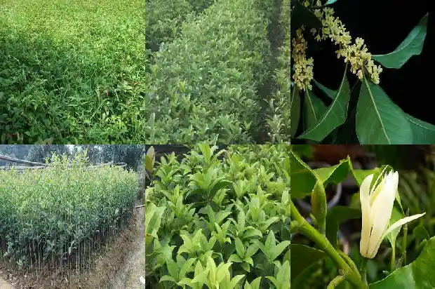 桂花树属于常绿还是落叶植物1687049096245