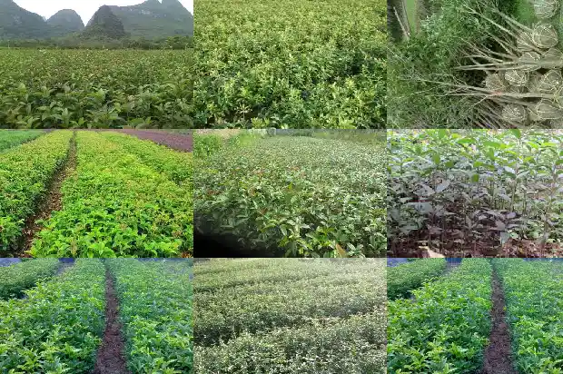 桂花树属于常绿还是落叶植物1687049096338