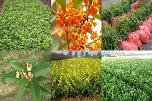 桂花树属于常绿还是落叶植物1687049096385