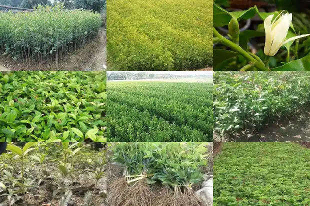 桂花树属于常绿还是落叶的1687049103881