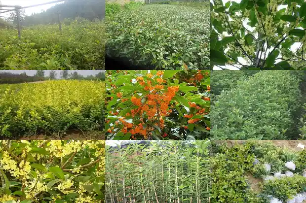 桂花树是落叶树还是常青树呢1687049118767
