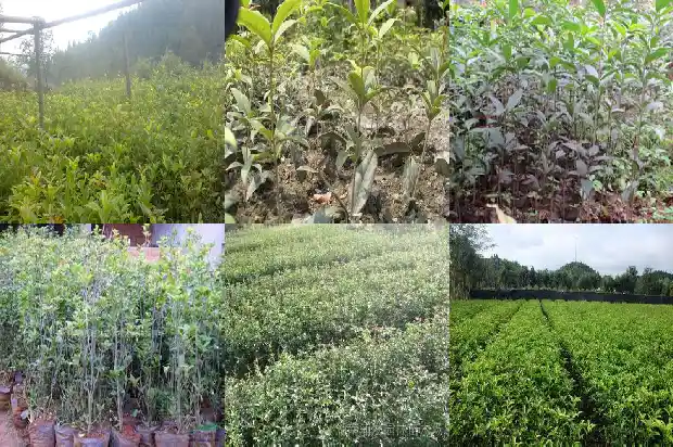桂花树是落叶树还是常青树呢1687049118813
