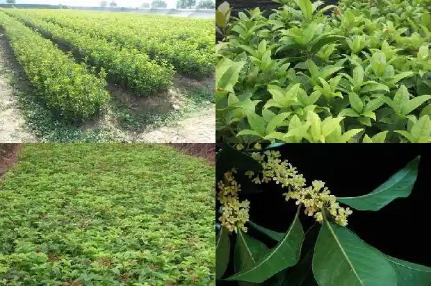 桂花树是落叶树吗为什么1687049128323