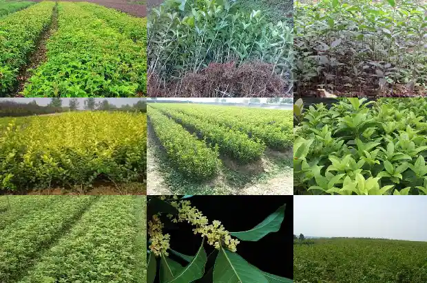 桂花树属于落叶植物吗为什么1687049137853