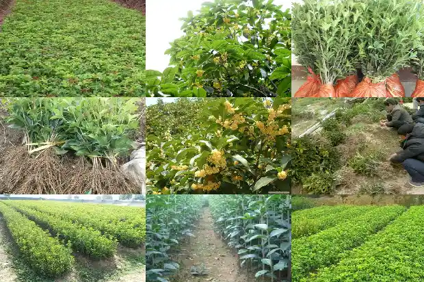 桂花树属于落叶植物吗为什么1687049137901