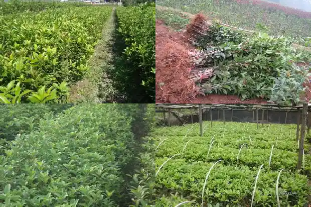 桂花树属于落叶植物吗为什么1687049137948