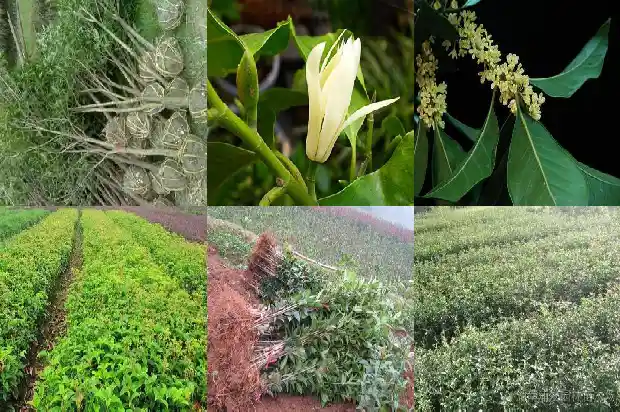 百年桂花树的价格是多少1689640194856