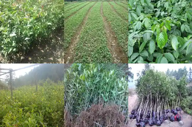 桂花树属于植物吗?1687049154988
