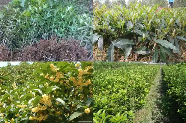 桂花树属于植物吗?1687049155035