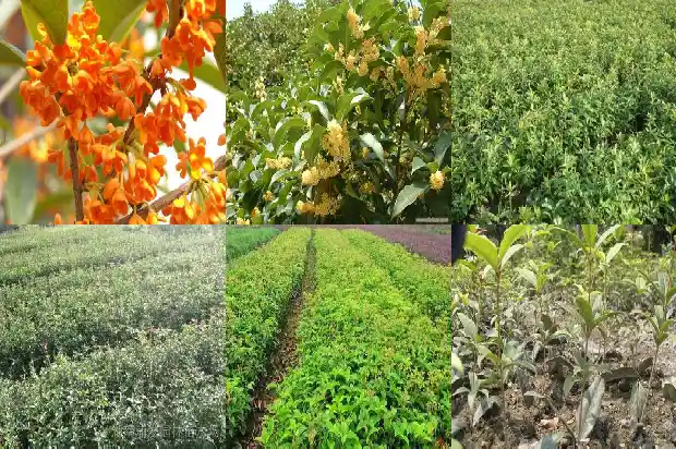 桂花树属于植物吗?1687049155082