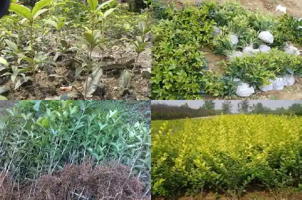 桂花树属于落叶树还是常绿树1687049163345