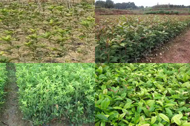 桂花树属于落叶树还是常绿树1687049163392