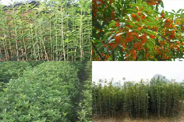 桂花树是落叶乔木吗还是灌木1687049170925
