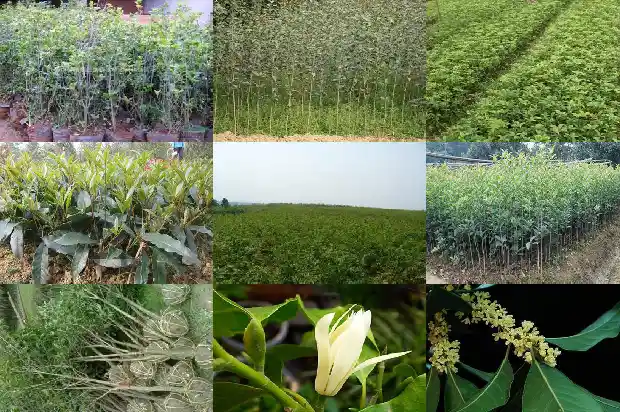 桂花的拉丁名是什么1687049180217