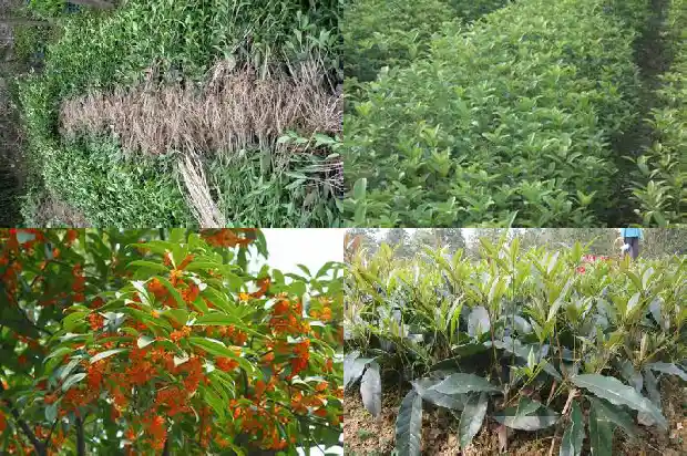 桂花拉丁文名称1687049192002