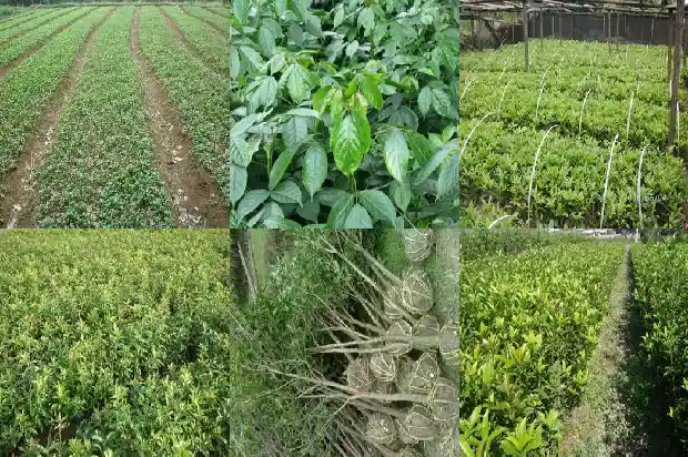 缅桂花树拉丁名1687049201499