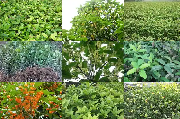 缅桂花树拉丁名1687049201593