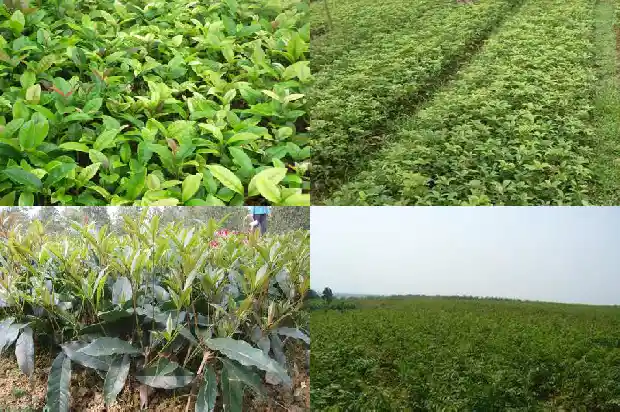 桂花树是常绿树吗还是落叶的树1687049229695