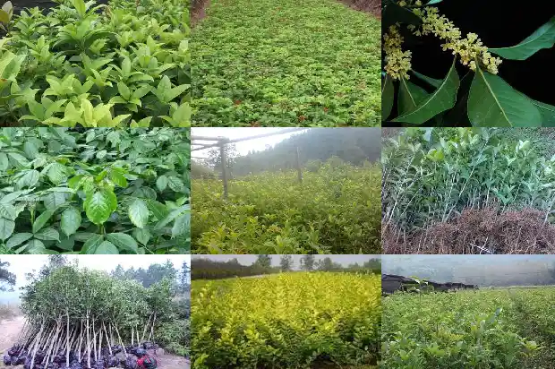 桂花树是常绿树吗还是落叶的树1687049229742