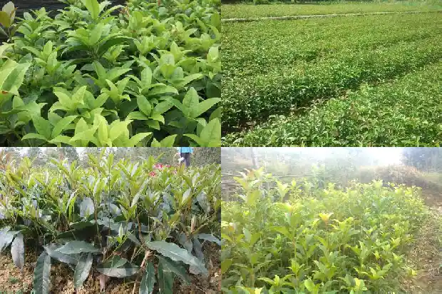 桂花树是常绿树吗还是落叶的树1687049229790